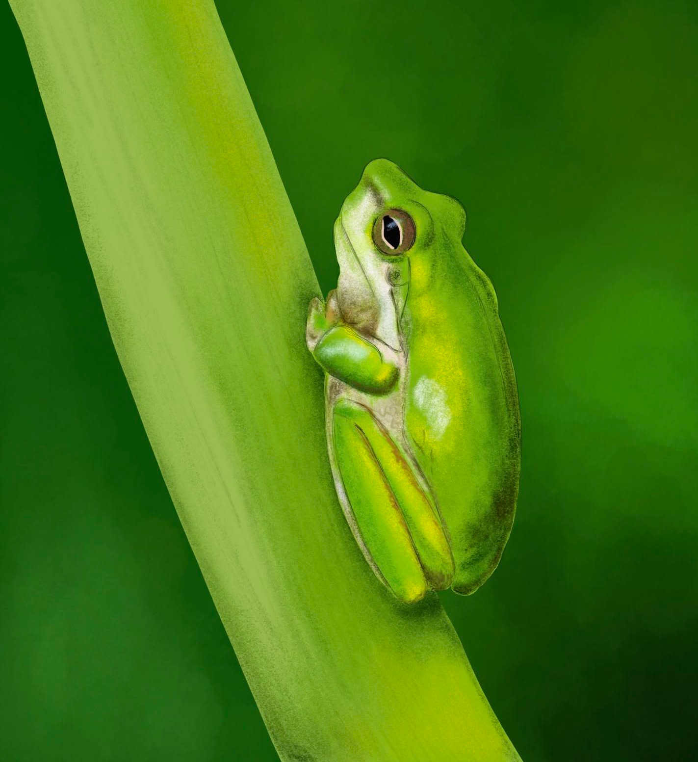frog illustration